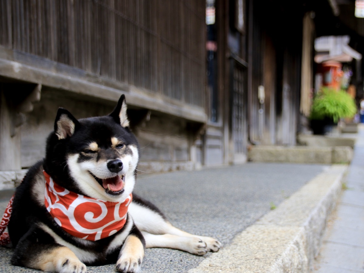 ゆるり西伊豆 【イチオシ！ゆるり満喫】愛犬利用料無料含む3大特典付き！わんちゃんとゆるりステイ♪＜◎最上級コース＞