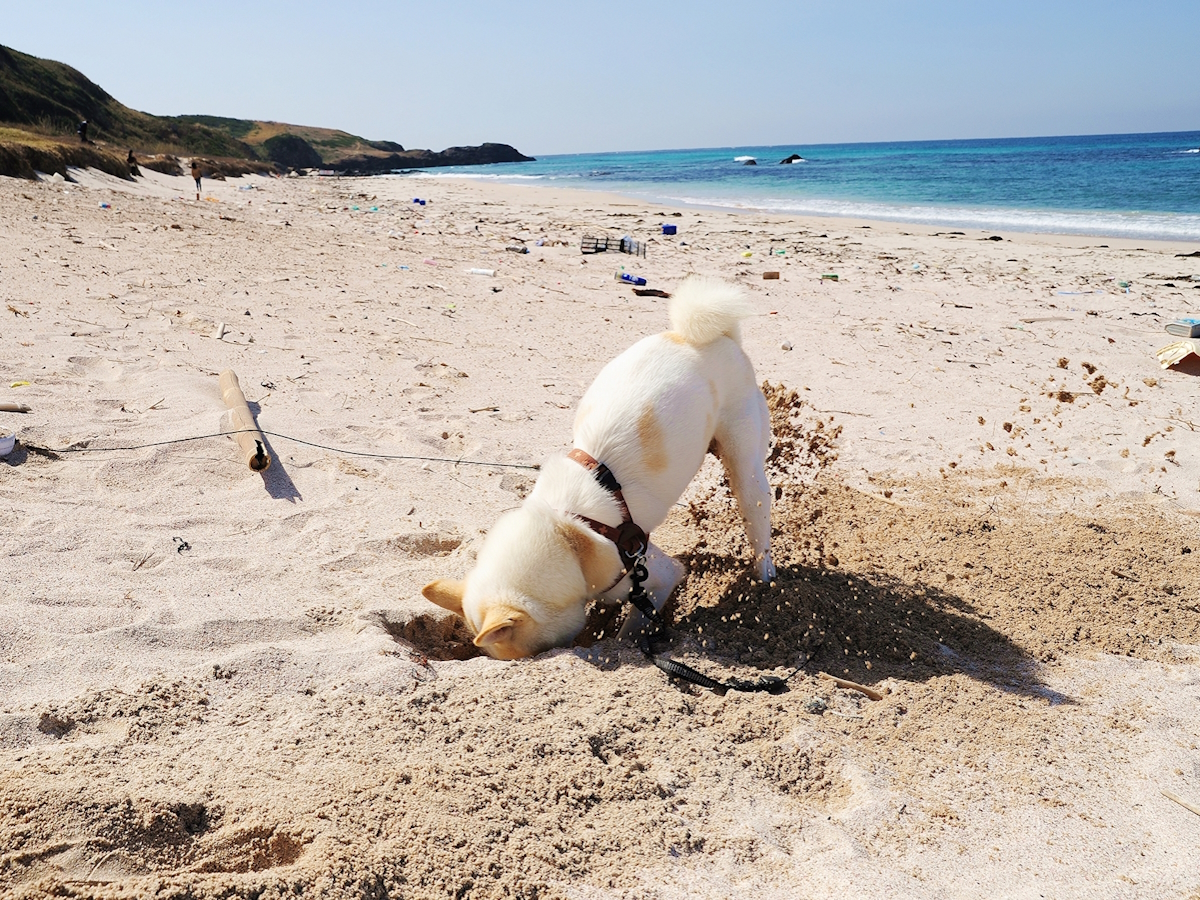 ゆるり西伊豆 【早期割30×特選コース】30日以上前までのご予約でおひとり様2,200円OFF＆ワンちゃん利用料半額！＜■特選コース＞