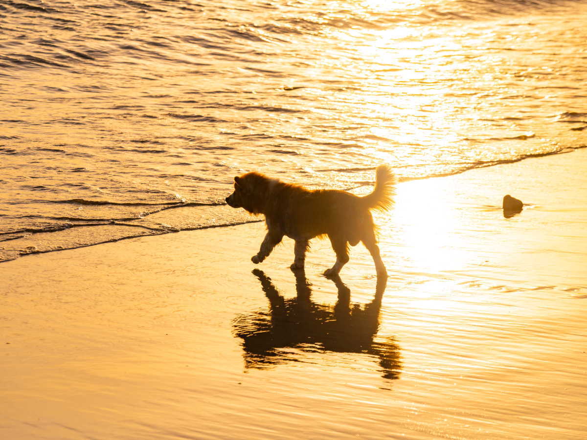 ゆるり西伊豆 【早期割20×基本】早めのご予約でお一人様2,200円OFF＆ワンちゃん利用料半額＜★基本コース＞