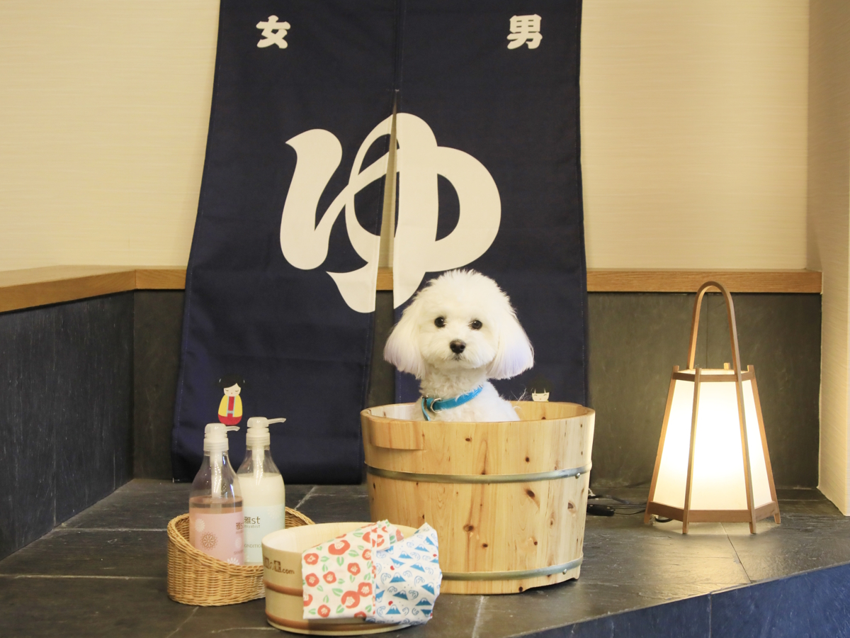 ゆるり西伊豆 【朝食付き×ワンちゃん半額】料理長こだわりの和朝食をお得に楽しむ＜朝食のみ＞