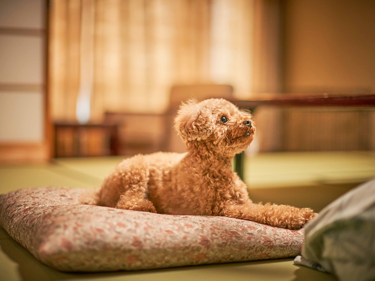 大江戸温泉物語わんわんリゾート 西伊豆 【夕食なし・朝食付】観光にもビジネスにも♪遅いチェックインでもOK 1泊基本バイキング朝食付