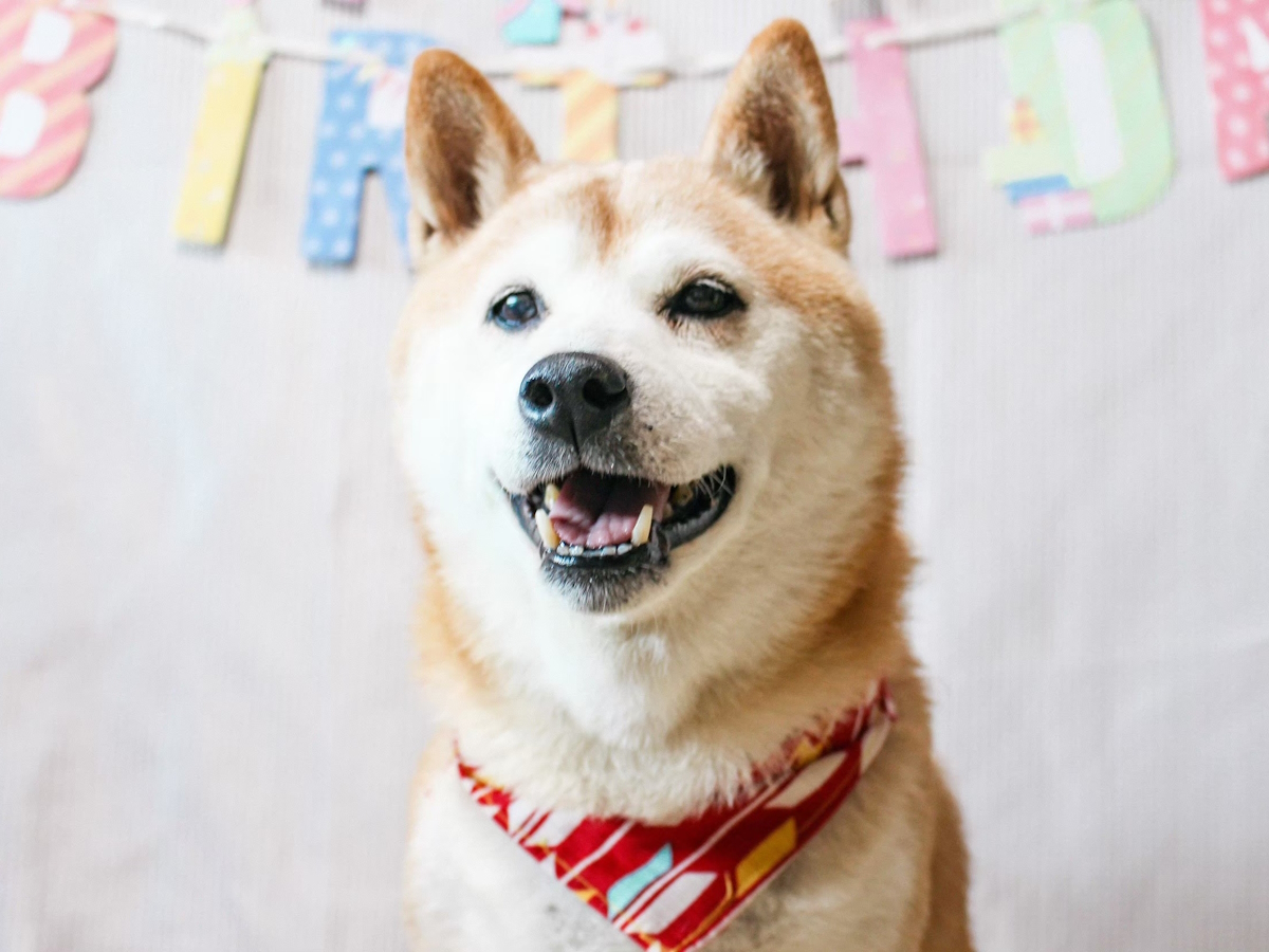 ゆるり熱海withDOGS 【愛犬記念日】3大特典でお誕生日やうちの子記念日をお祝い！ゆるりで旅の思い出づくり＜■特選鍋会席＞