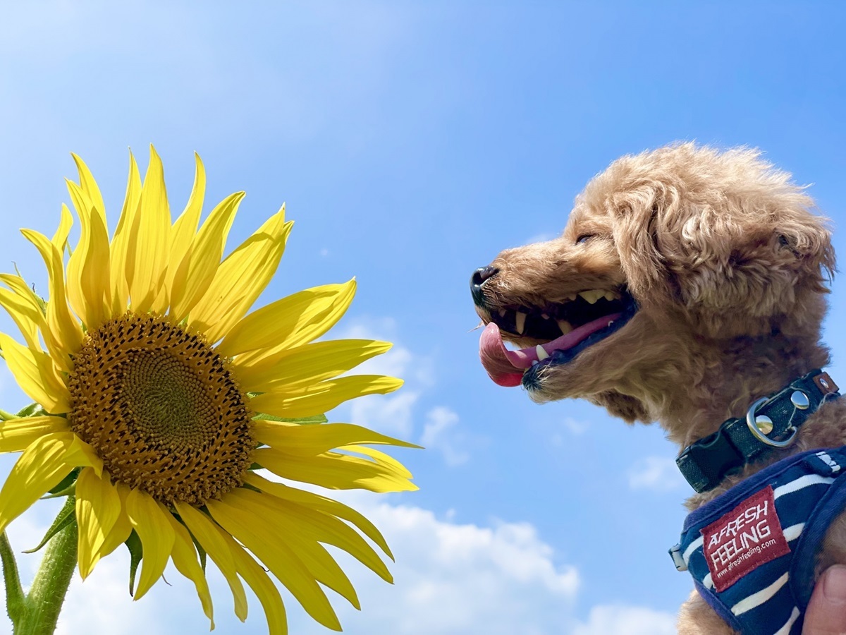 ゆるり熱海withDOGS 【初夏SALE】《最大30％OFF》愛犬と叶えるご褒美熱海旅｜最上級会席と絶景温泉を満喫＜■特選鍋会席＞