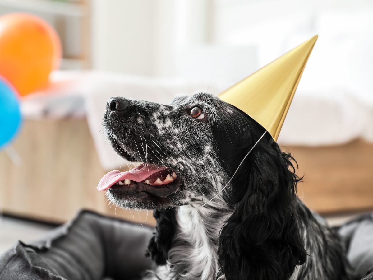 ゆるり熱海withDOGS 【記念日プラン】愛犬利用料無料＆wanケーキ付き！特別な熱海お祝い旅＜■特選鍋会席＞