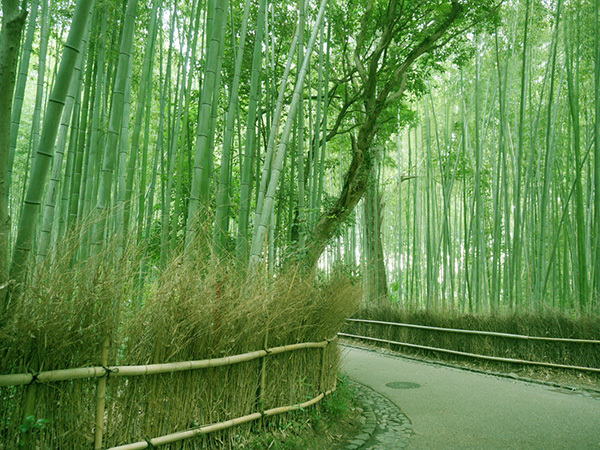 ホテルビナリオ嵯峨嵐山 嵯峨野　竹林の小径