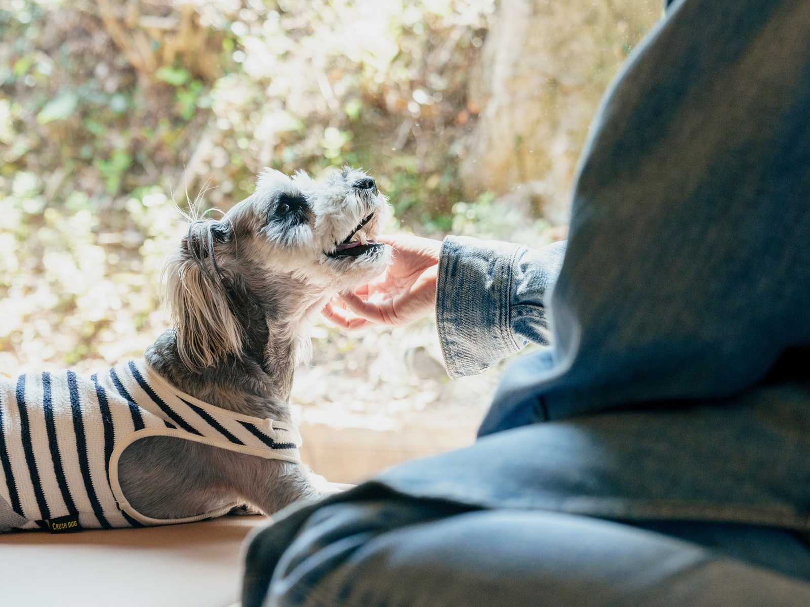 川棚グランドホテルお多福 【わんちゃんと宿泊】　本場下関のとらふくフルコース