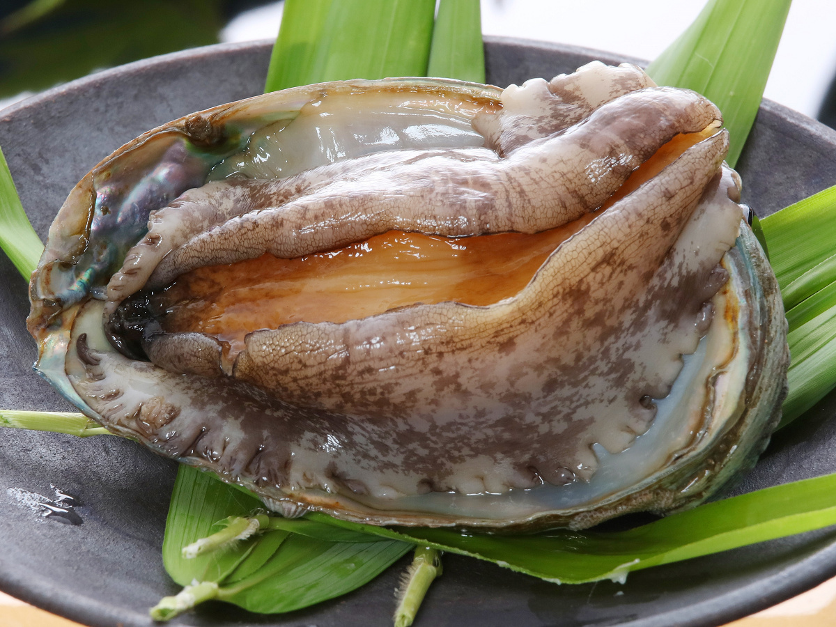 泰泉閣 【期間限定】活き鮑の踊り焼き付き会席プラン