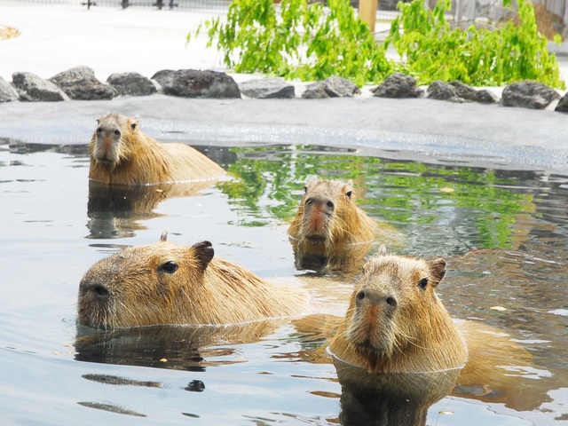 大自然阿蘇健康の森 阿蘇の大自然と温泉で過ごす年末＆お正月プラン（2食付）