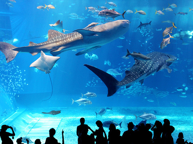 ルネッサンスリゾートオキナワ 【◆とくとく5パス◆】【三世代旅行】家族一緒に旅行に行こう！沖縄美ら海水族館+4施設の入場チケット付き！＜2泊～＞