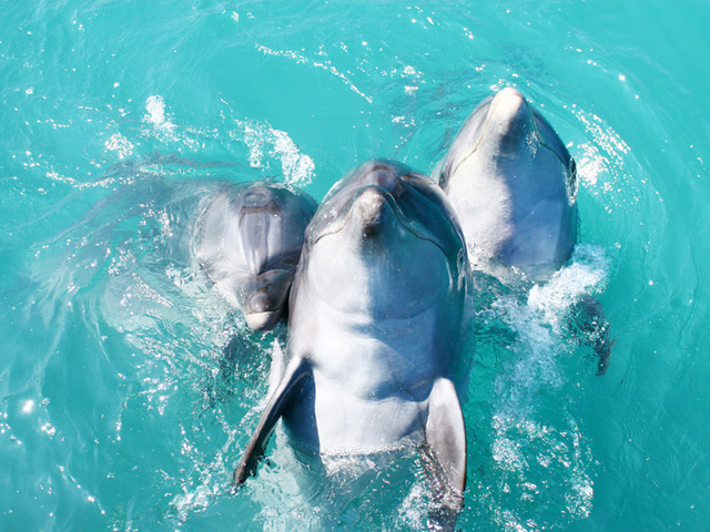 ココガーデンリゾートオキナワ 【ドルフィン＆フィールド30％OFF！事前予約OK】ルネで遊ぶ♪夏休み※Club CoCo対象外