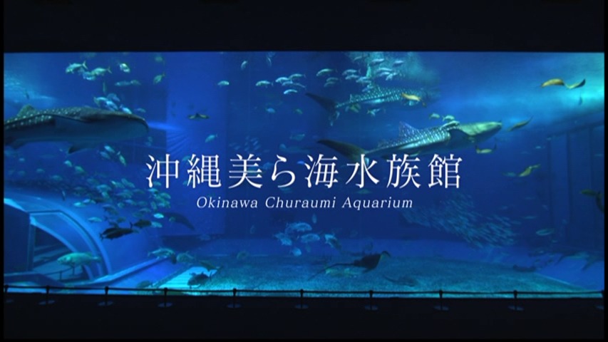 ヒューイットリゾート那覇 【美ら海水族館チケット付】大迫力の大水槽！大人気の水族館で一日を楽しもう！