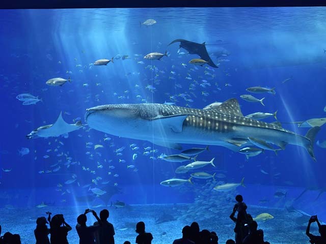 ロイヤルビューホテル美ら海 【連泊割】～3連泊以上～美ら海水族館チケットが付いてくる♪連泊ならこちらのプラン！（朝食付）