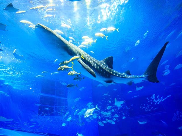 ロイヤルビューホテル美ら海 【シンプルプラン】ジンベエザメに会える！沖縄美ら海水族館まで徒歩5分（食事なし）