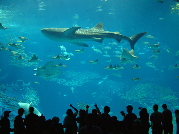 オキナワ グランメールリゾート 【美ら海水族館チケットプレゼント】沖縄の海の中を見てみよう♪感動体験を旅の思い出に☆朝食付
